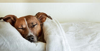 recovery from oral surgery