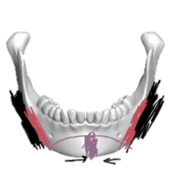 mandible_4.png